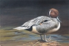 PINTAILED DUCK